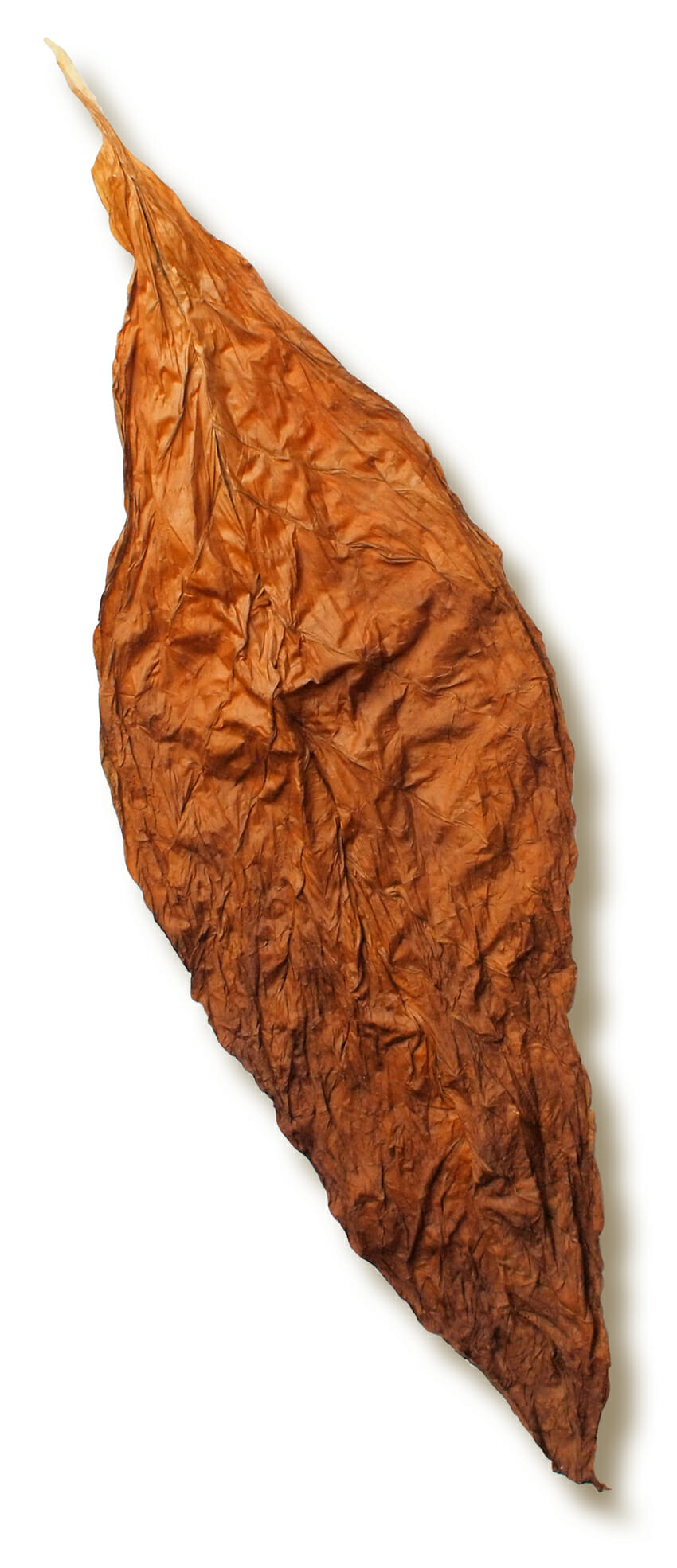 Connecticut vs. Habano vs. Maduro: How to Choose Your Next Cigar Wrapper